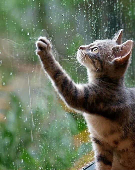Rainy Day Cat Pictures 88