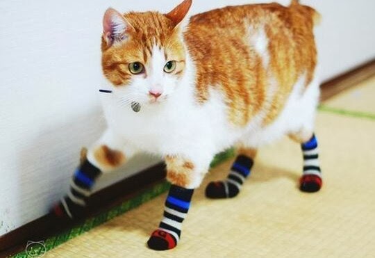 Cats Wearing Socks | Caterville
